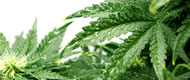 cannabis plant02